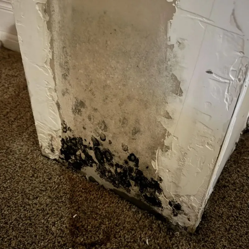 Professional Mold Removal in Washington County, IL